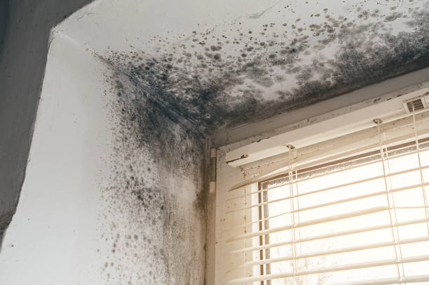Affordable Commercial Mold Remediation solutions in Church Hill, TN